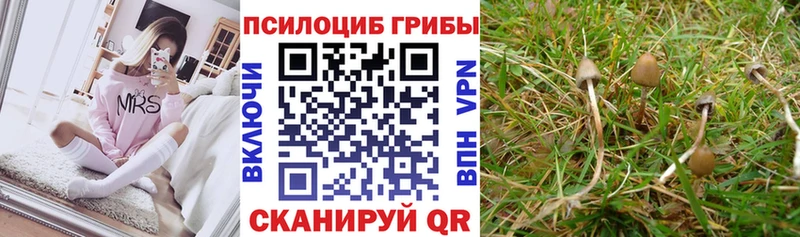 Псилоцибиновые грибы GOLDEN TEACHER  Пенза 